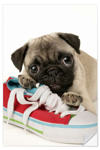 Vinilo para la pared Pug pup and shoe