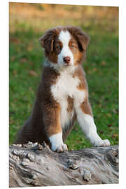 Foam board print Australian Shepherd puppy