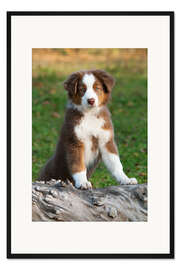 Gerahmter Kunstdruck Australian Shepherd Welpe