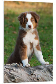 Magnettafel Australian Shepherd Welpe