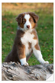 Wall sticker Australian Shepherd puppy