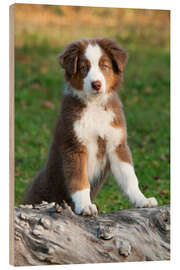 Wood print Australian Shepherd puppy