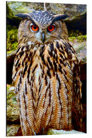 Aluminium print northern eagle owl