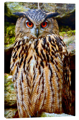 Canvas print northern eagle owl