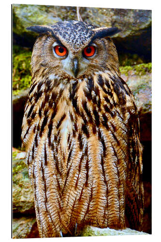 Galleritryck northern eagle owl