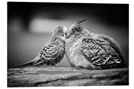 Foam board print Unusual friendship
