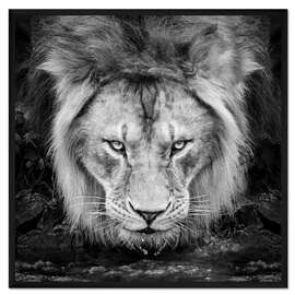 Gerahmter Kunstdruck Intensiver Blick