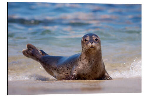 Aluminium print Small seal on the beach