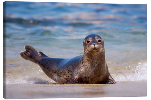 Canvas print Small seal on the beach