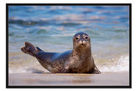 Gerahmter Kunstdruck Kleine Robbe am Strand