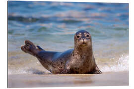 Gallery print Small seal on the beach