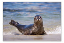 Plakat Seal on the beach of San Diego