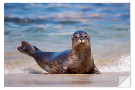 Naklejka na ścianę Small seal on the beach