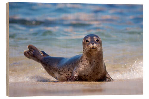 Tableau en bois Small seal on the beach