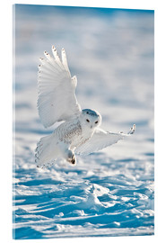 Acrylic print  Snowy owl on landing - Bernie Friel