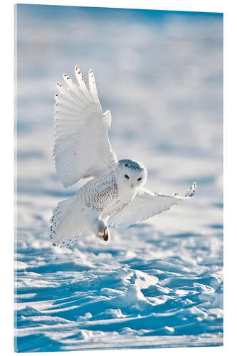 Acrylic print Snowy owl on landing