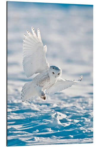 Aluminium print Snowy owl on landing