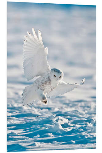 PVC-tavla Snowy owl on landing