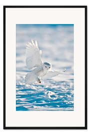Gerahmter Kunstdruck Schnee-Eule bei der Landung