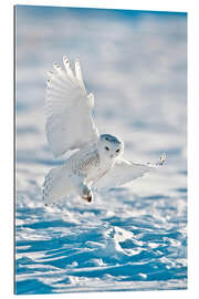 Gallery print Snowy owl on landing