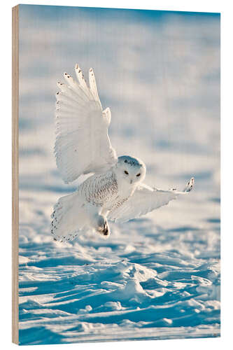 Wood print Snowy owl on landing