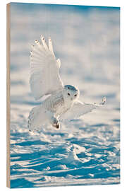 Wood print  Snowy owl on landing - Bernie Friel