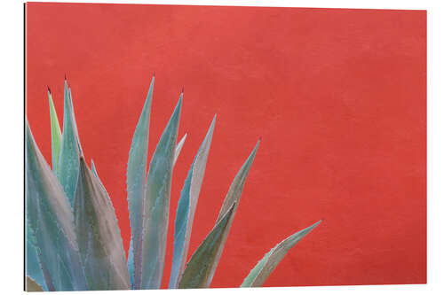 Gallery print Agave in front of red wall