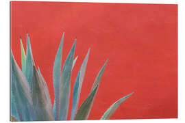 Gallery print Agave in front of red wall