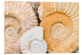 Tableau en PVC Fossiles d'ammonites