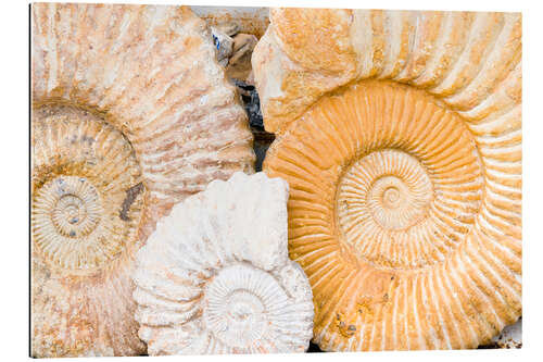 Gallery print Ammonite fossils