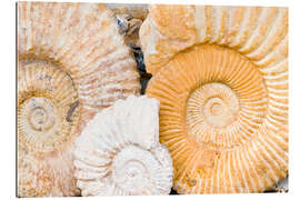 Gallery print Ammonite fossils