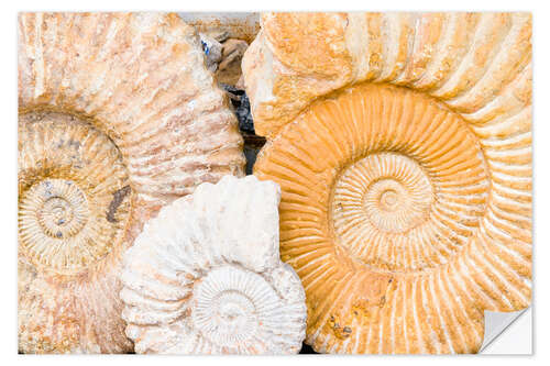 Muursticker Ammonite fossils