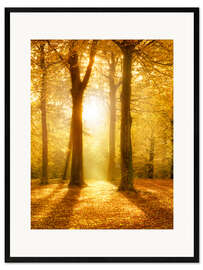Framed art print Golden autumn forest in sunlight