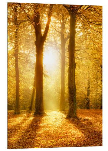 Stampa su plexi-alluminio Bosco dorato d'autunno alla luce del sole