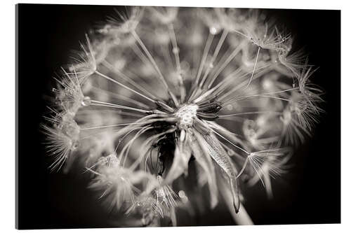 Stampa su vetro acrilico Dandelion modern black and white