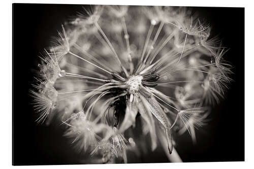 Print på aluminium Dandelion modern black and white