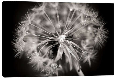 Canvas print Dandelion modern black and white