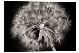 Foam board print Dandelion modern black and white