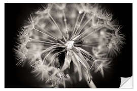 Selvklebende plakat Dandelion modern black and white