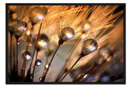 Gerahmter Kunstdruck Pusteblume ganz nah