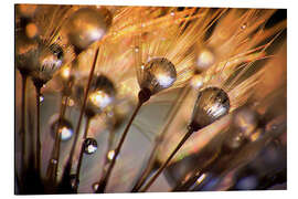 Magnettafel Pusteblume ganz nah