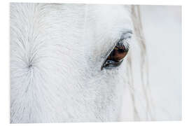 Foam board print Eye of the horse