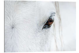 Gallery print Eye of the horse