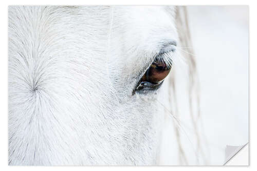 Naklejka na ścianę Eye of the horse