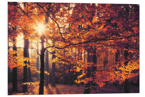 Stampa su PVC forest autumn