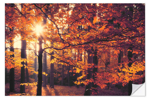 Selvklebende plakat forest autumn