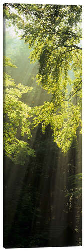 Leinwandbild Sonnenstrahlen im Wald