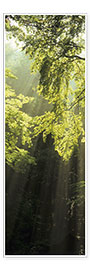 Poster  Sunbeams in a forest - Markus Lange