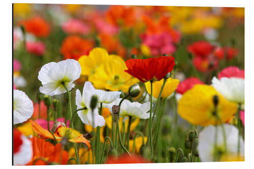 Aluminium print Colorful poopies at Government Gardens (new Zealand)