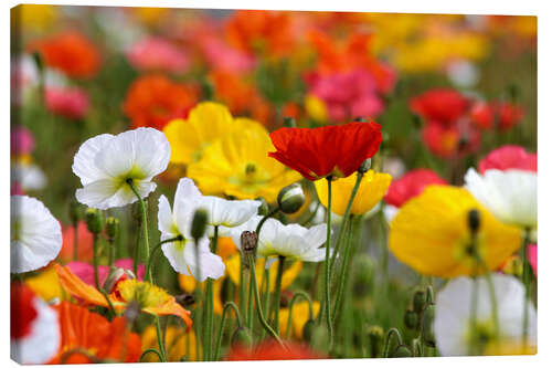 Leinwandbild Bunte Mohnblumen in den Government Gardens Neuseeland)